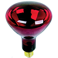 Bulb Incan R40 Heat Flood 250w